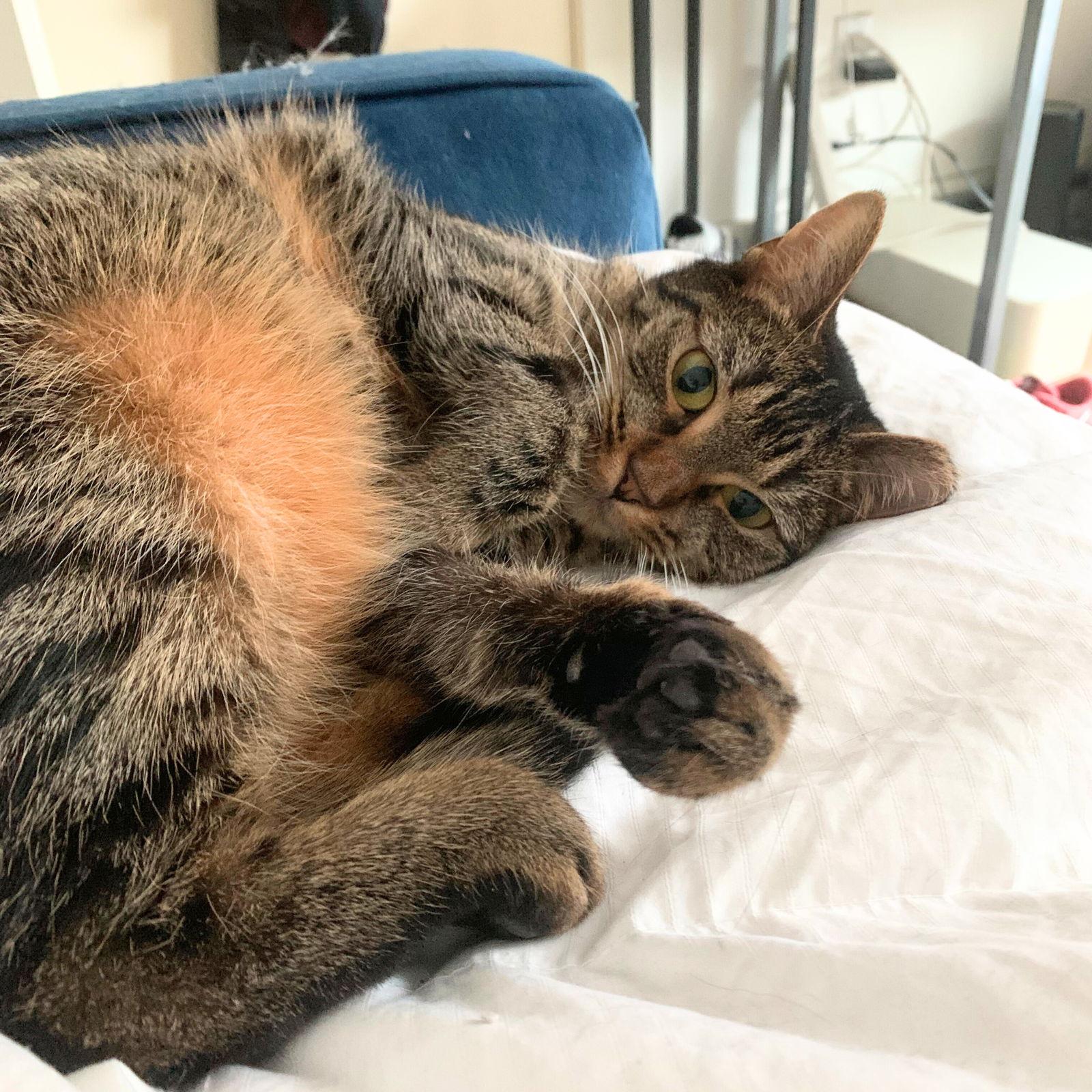 Audi, a Adoptable Domestic Short Hair in Brooklyn, NY image 2/3