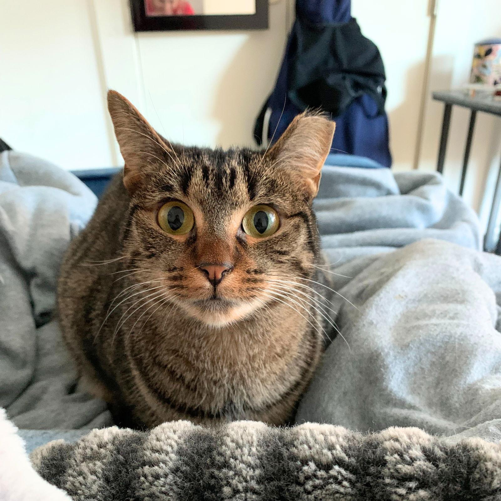 Audi, a Adoptable Domestic Short Hair in Brooklyn, NY image 3/3