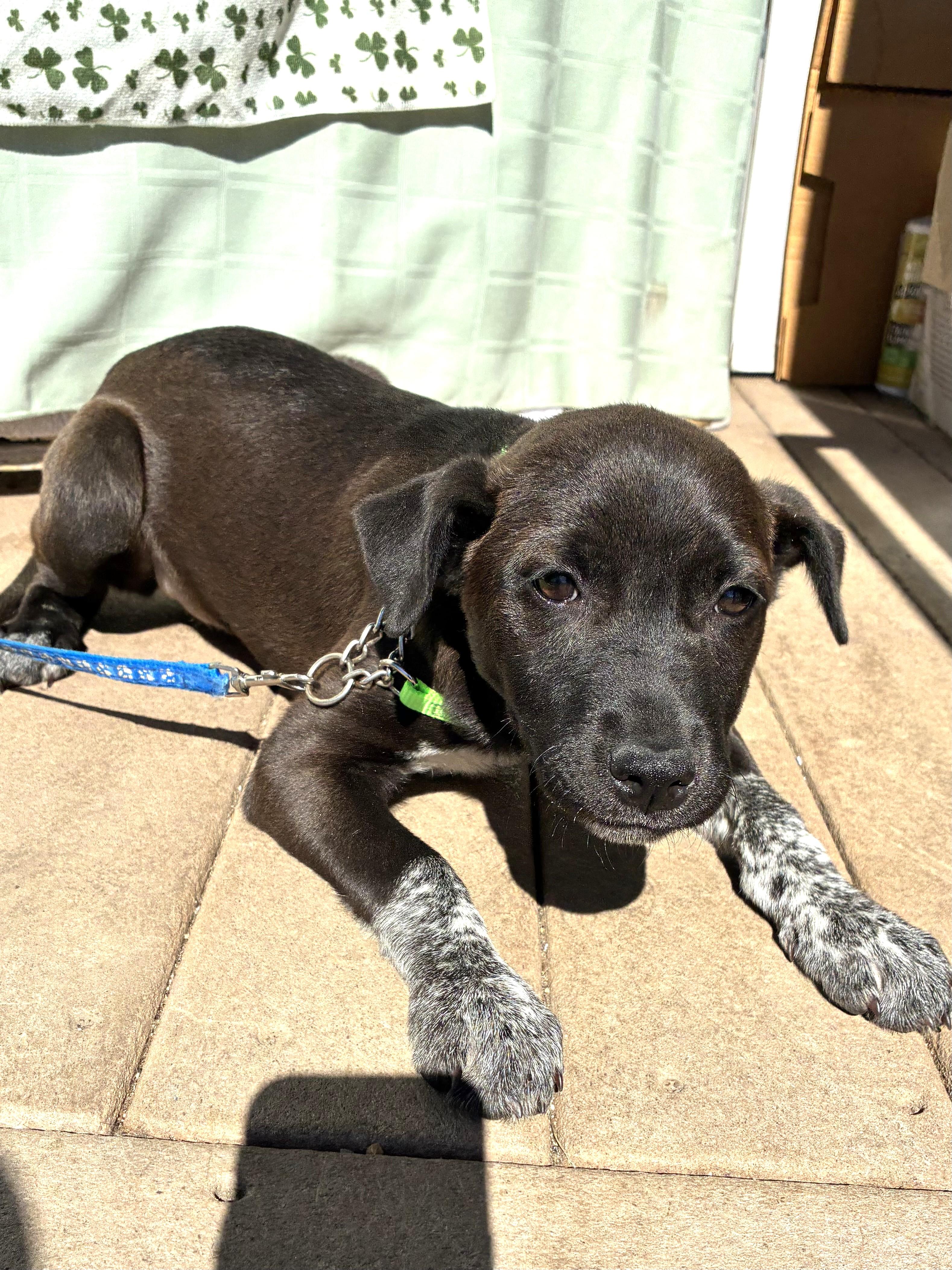 Enlarge Prima, a Adoptable mixed breed in West Chicago, IL image 2/3