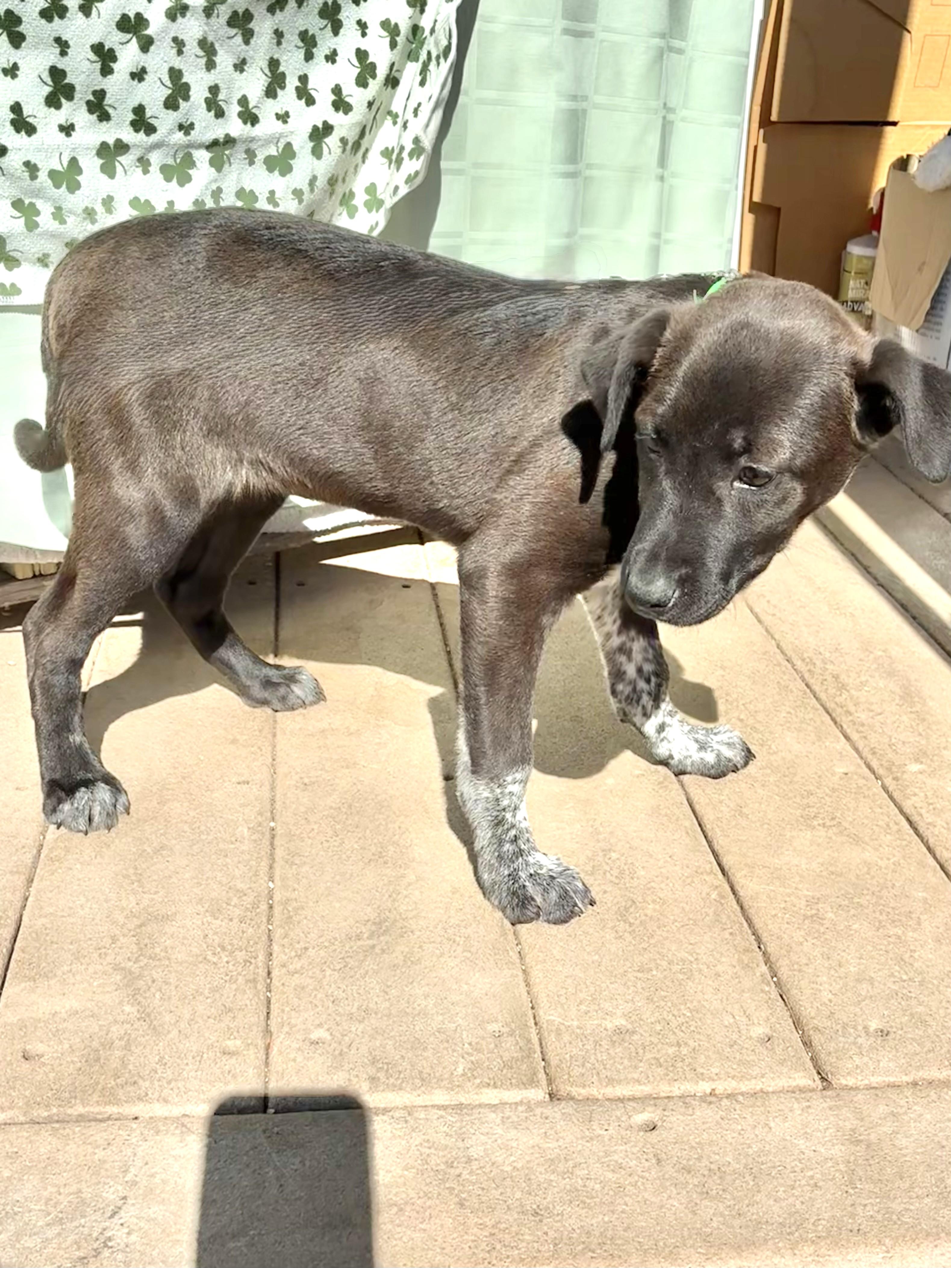 Enlarge Prima, a Adoptable mixed breed in West Chicago, IL image 3/3