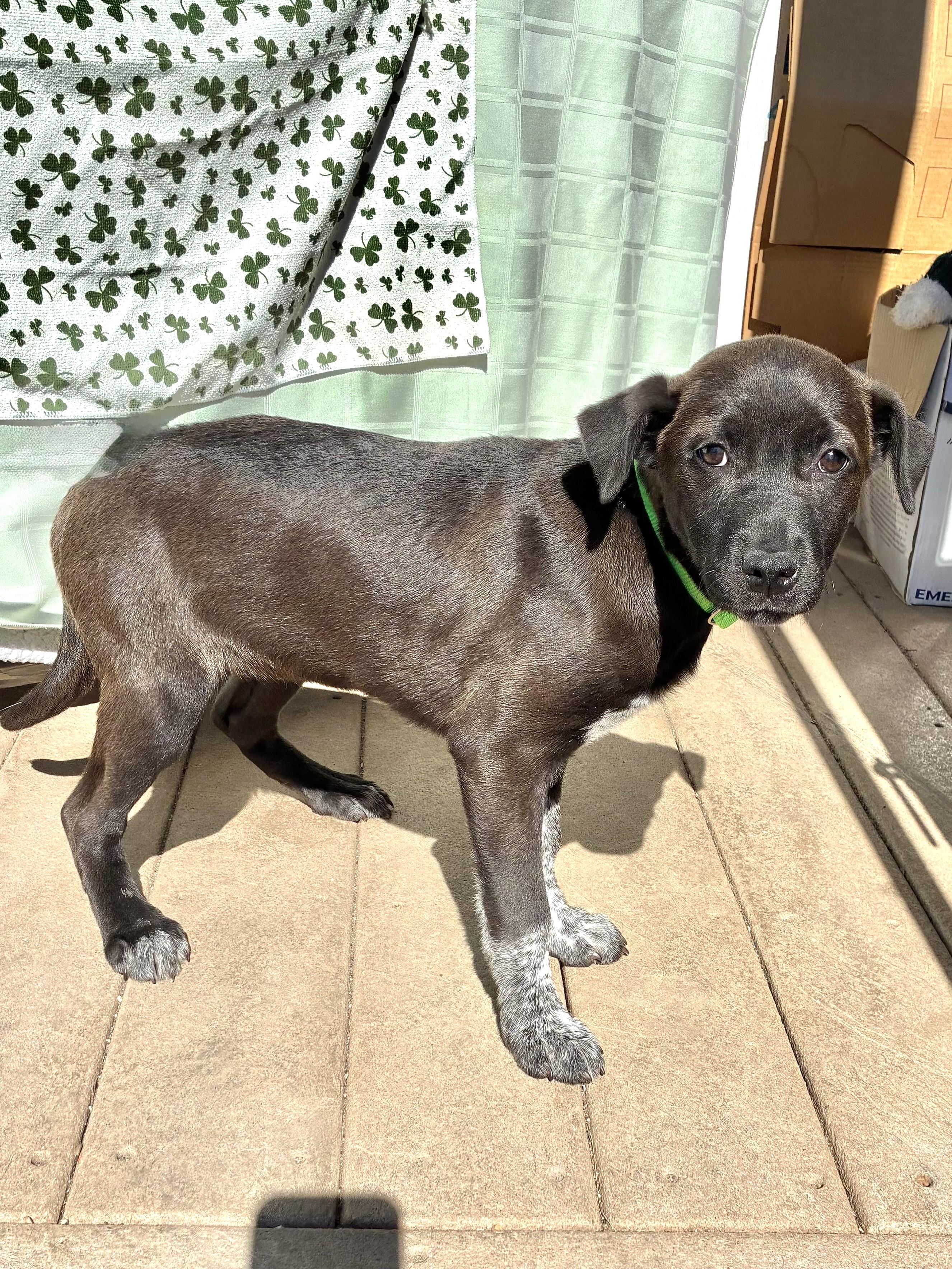 Enlarge Prima, a Adoptable mixed breed in West Chicago, IL image 1/3