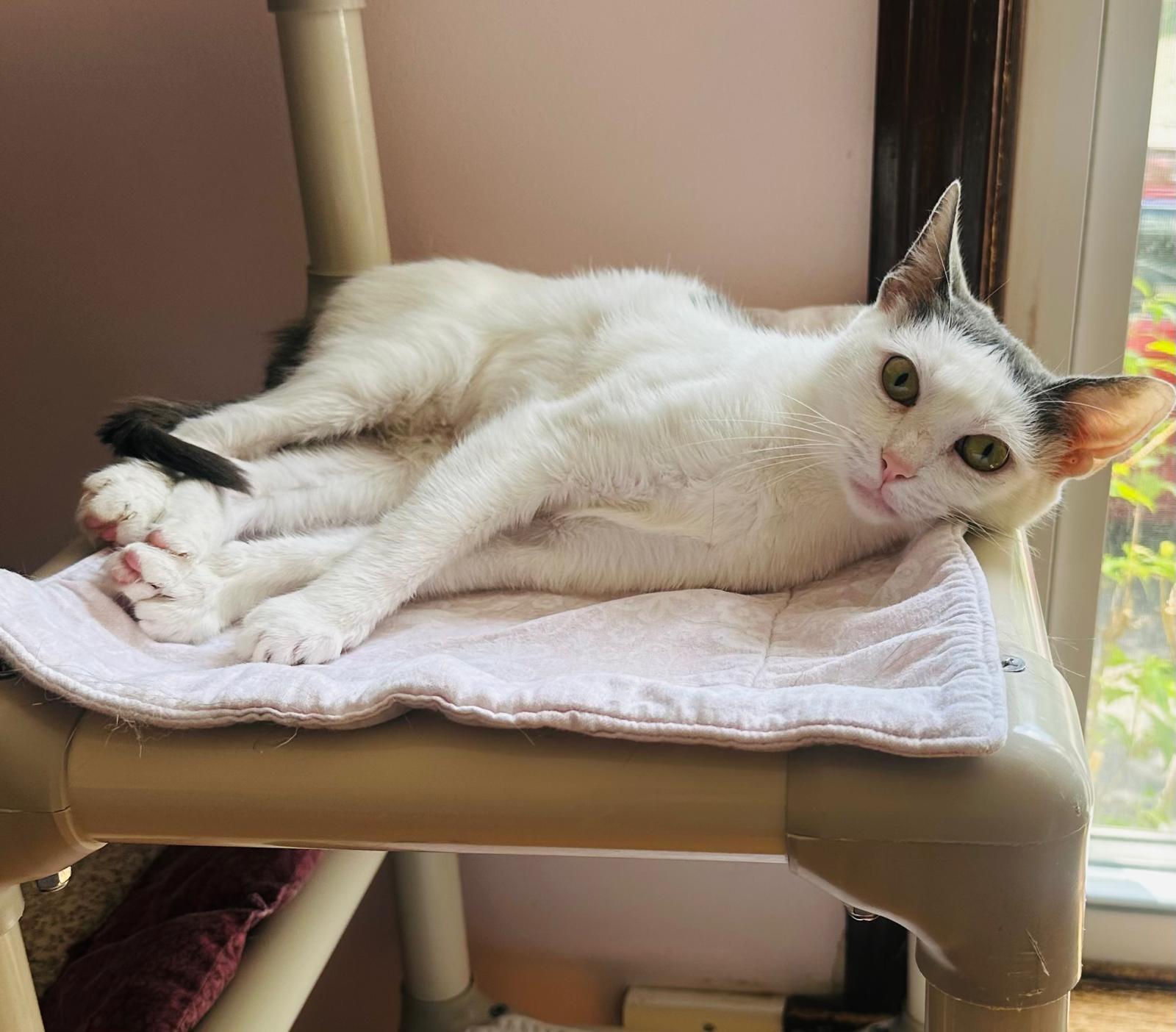 Wonder Girl, a ADOPTABLE Domestic Short Hair in New Britain, CT image 4/5