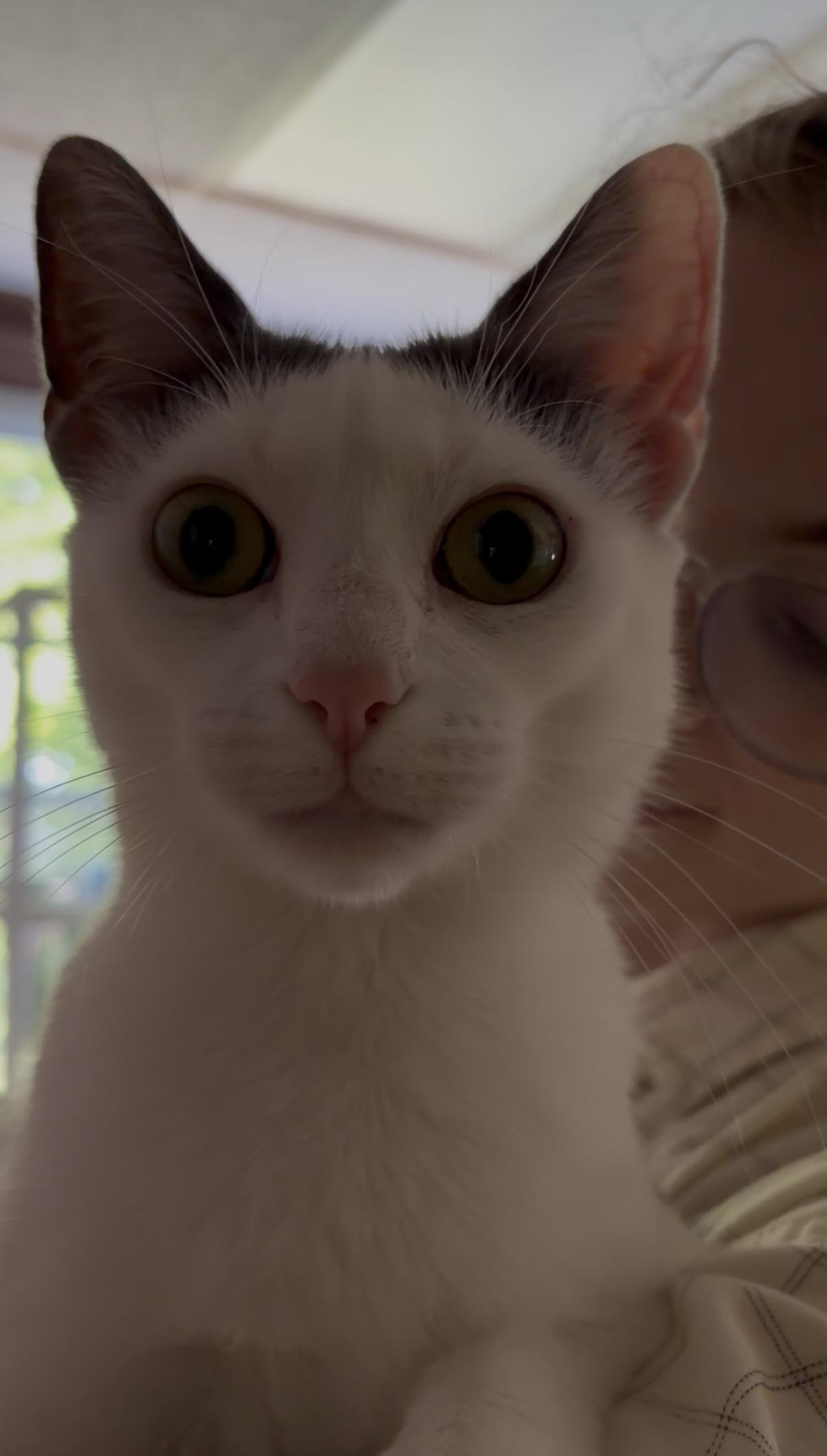 Wonder Girl, an adoptable Domestic Short Hair in New Britain, CT image 5/6