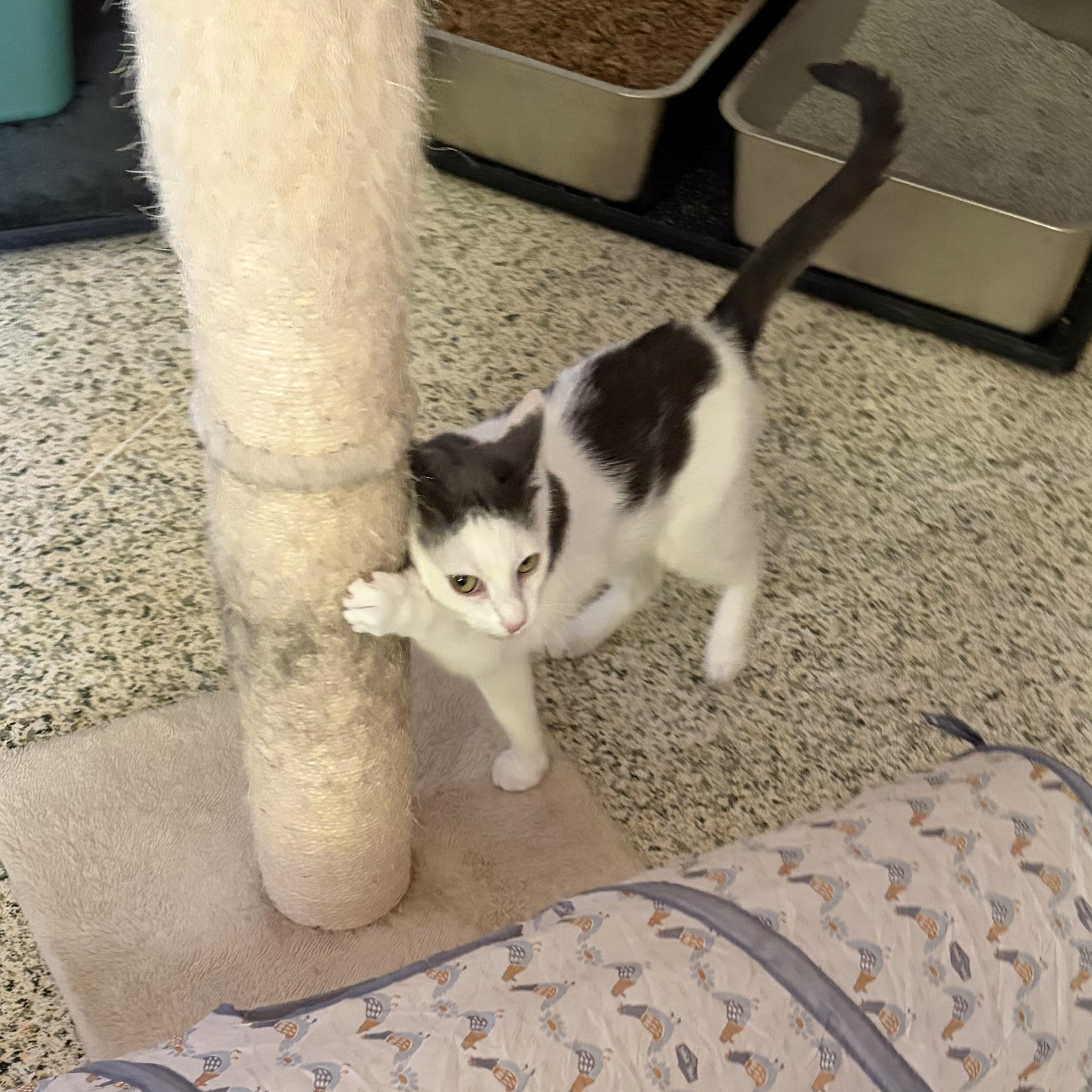 Wonder Girl, an adoptable Domestic Short Hair in New Britain, CT image 3/6