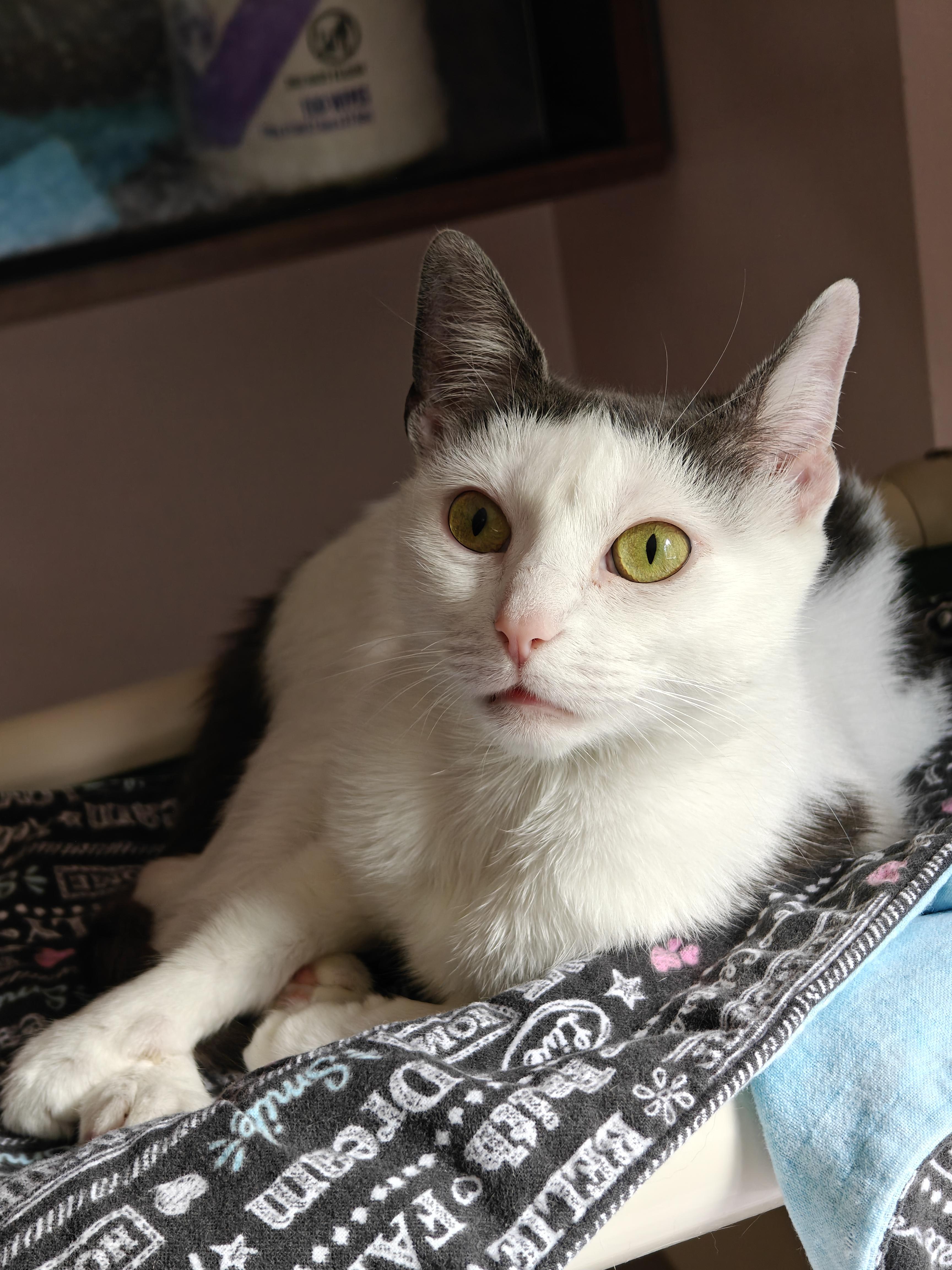 Wonder Girl, ADOPTABLE, Young Female Domestic Short Hair.