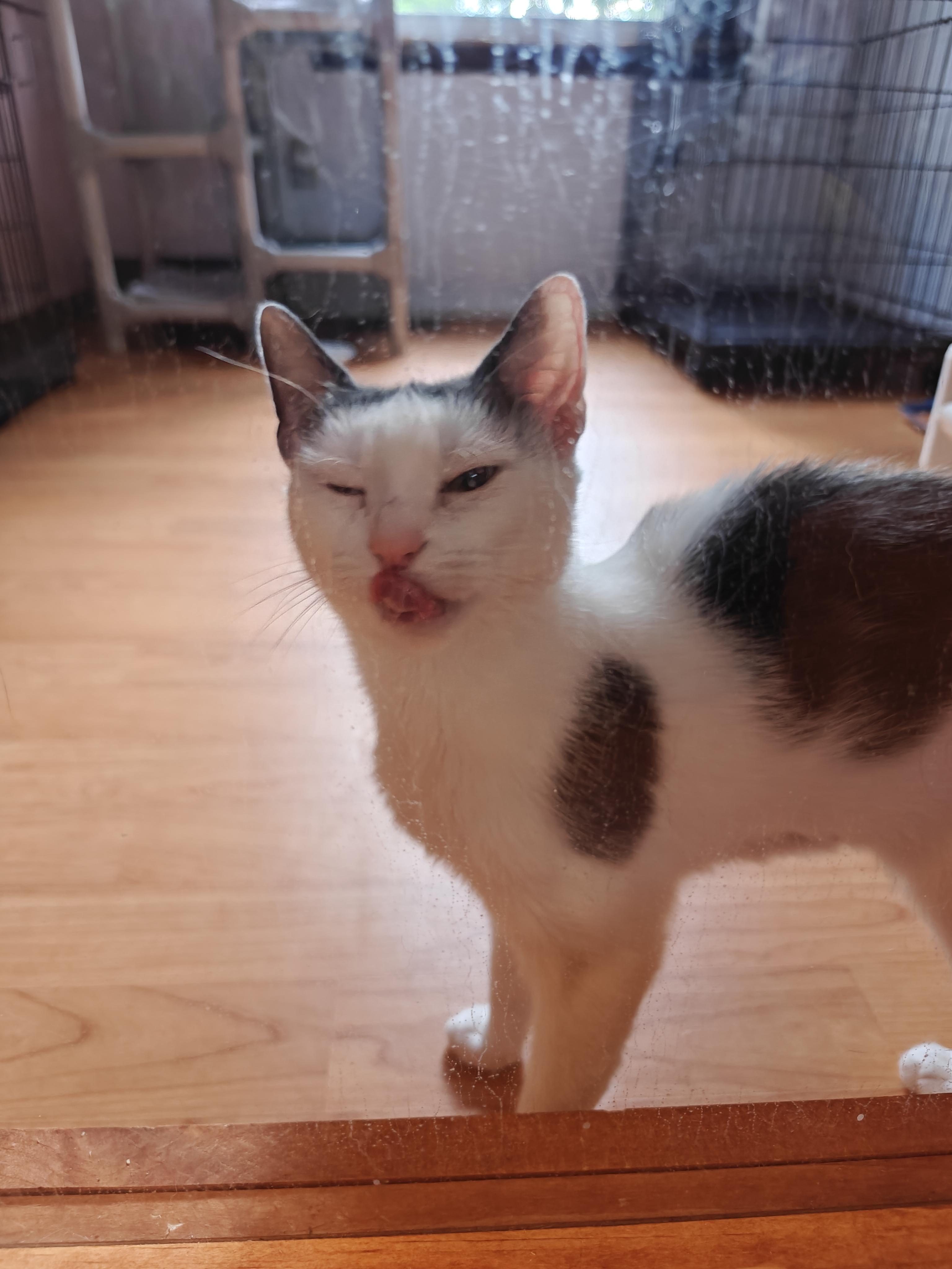 Wonder Girl, ADOPTABLE, Young Female Domestic Short Hair.