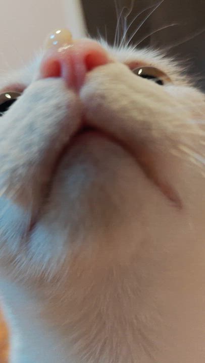Enlarge Wonder Girl, a ADOPTABLE Domestic Short Hair in New Britain, CT video 5/5