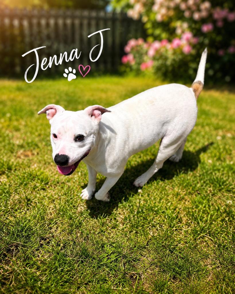 Jenna J., Adoptable, Adult Female Staffordshire Bull Terrier.