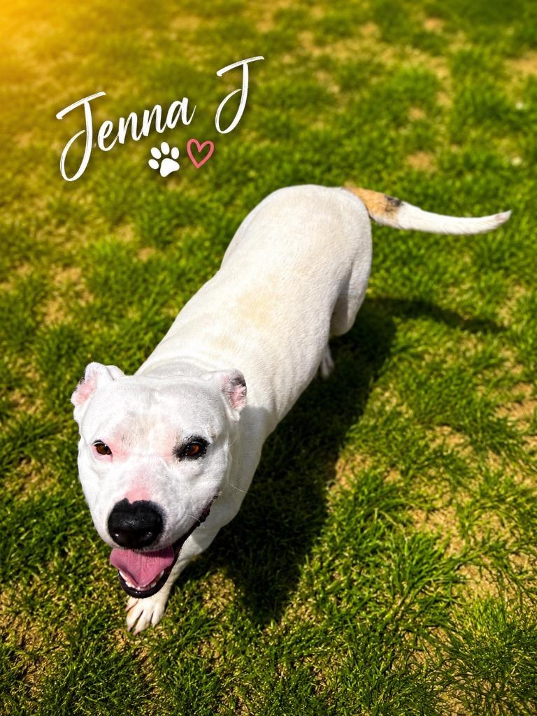 Enlarge Jenna J., a Adoptable mixed breed in East Ridge, TN image 2/2