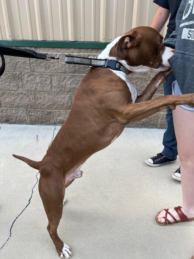 Cheese, a Adoptable Pit Bull Terrier in Blountville, TN image 1/6