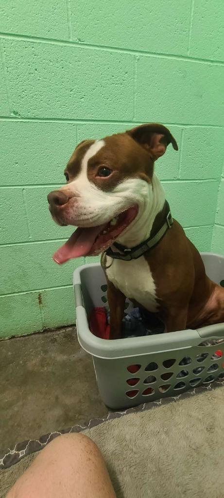 Cheese, Adoptable, Adult Male Pit Bull Terrier.