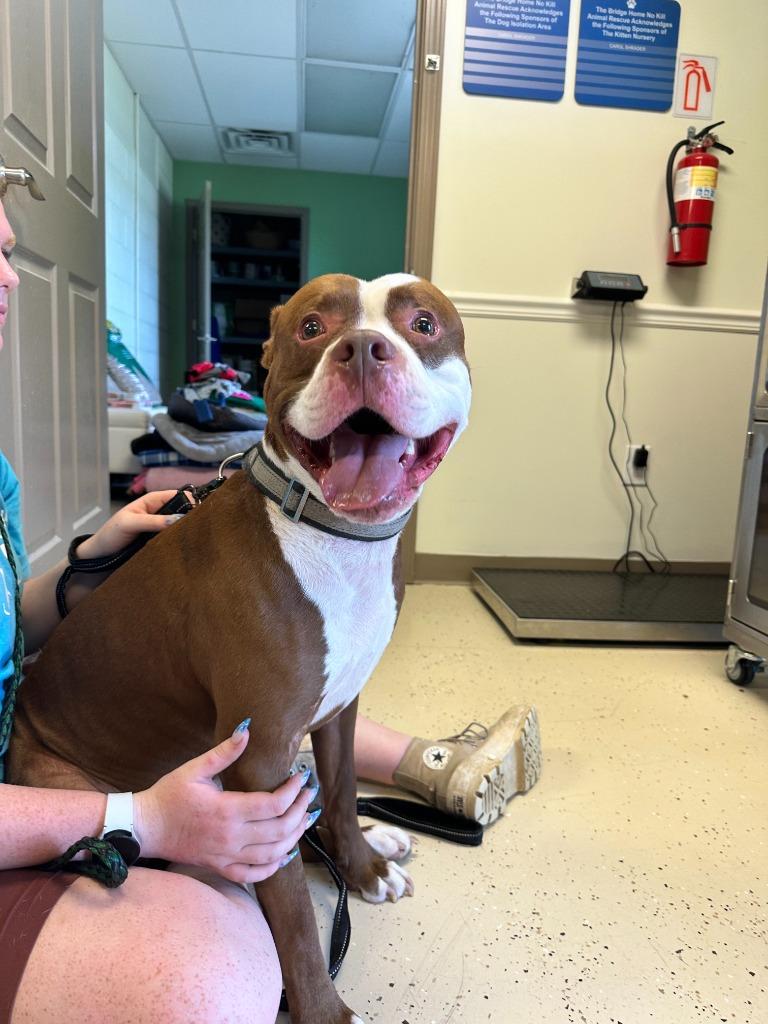 Cheese, a Adoptable Pit Bull Terrier in Blountville, TN image 3/6