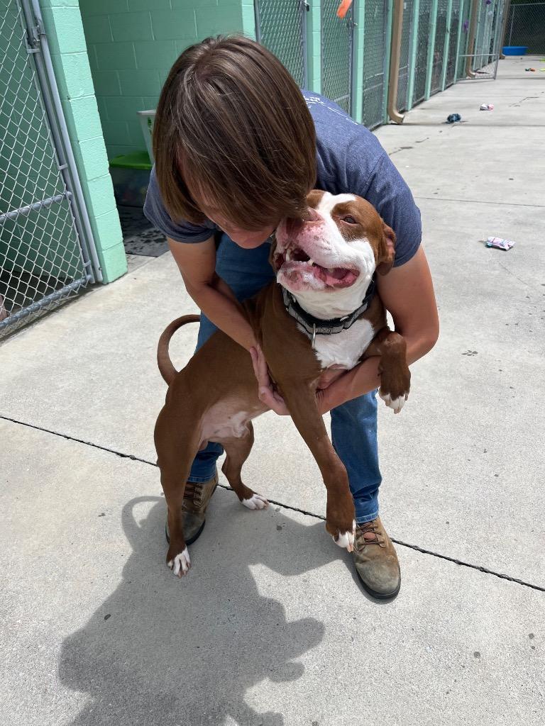 Cheese, a Adoptable Pit Bull Terrier in Blountville, TN image 4/6