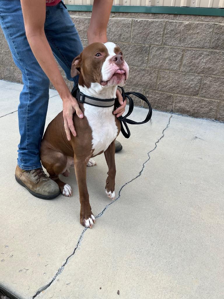 Cheese, a Adoptable Pit Bull Terrier in Blountville, TN image 5/6