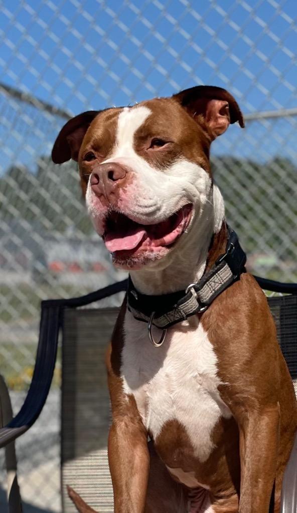Cheese, a Adoptable Pit Bull Terrier in Blountville, TN image 6/6