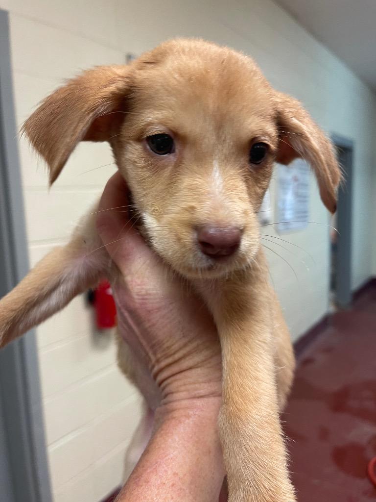 Enlarge Punkin, a Adoptable Labrador Retriever in Newnan, GA image 1/1