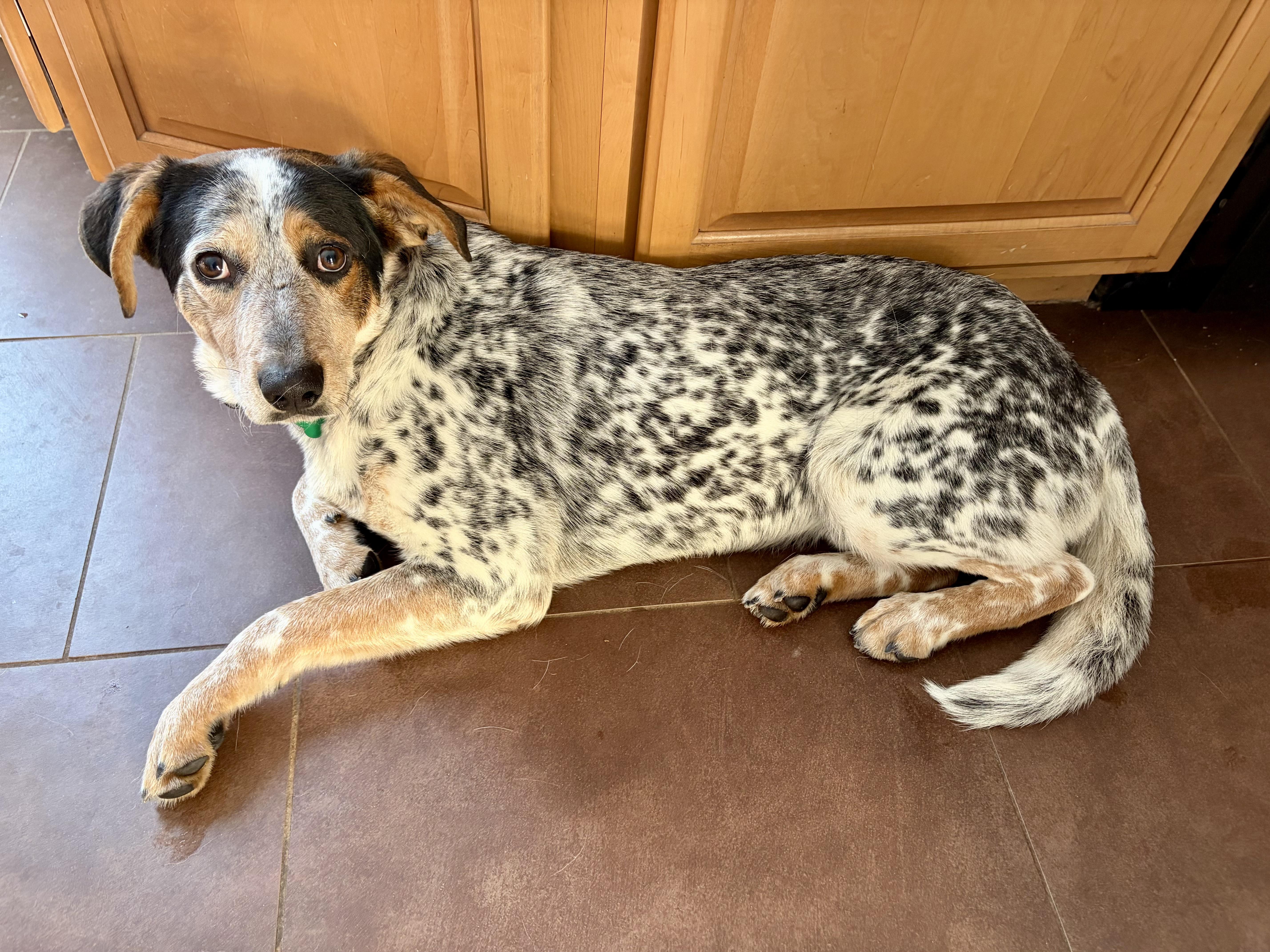 Spots, a Adoptable mixed breed in Warren, NJ image 2/5