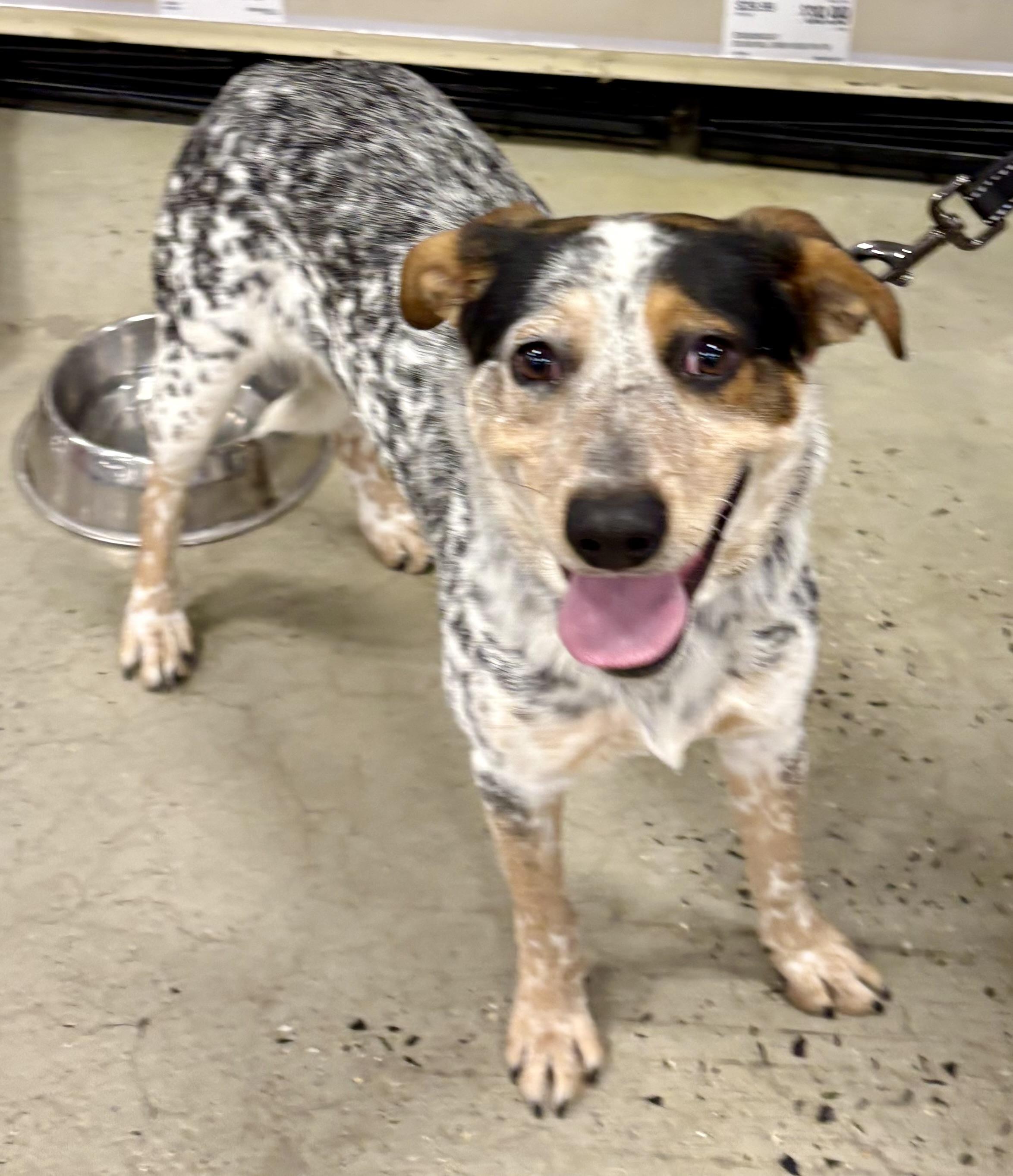 Spots, Adoptable, Young Male Bluetick Coonhound & Australian Cattle Dog / Blue Heeler.
