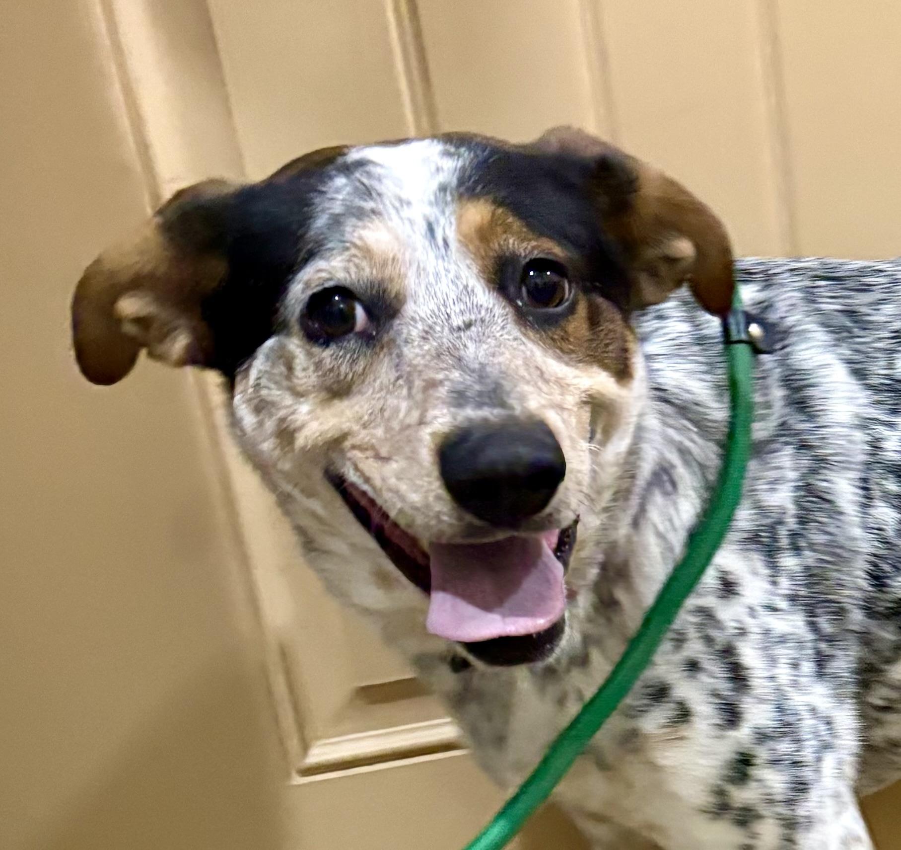 Spots, a Adoptable mixed breed in Warren, NJ image 4/5