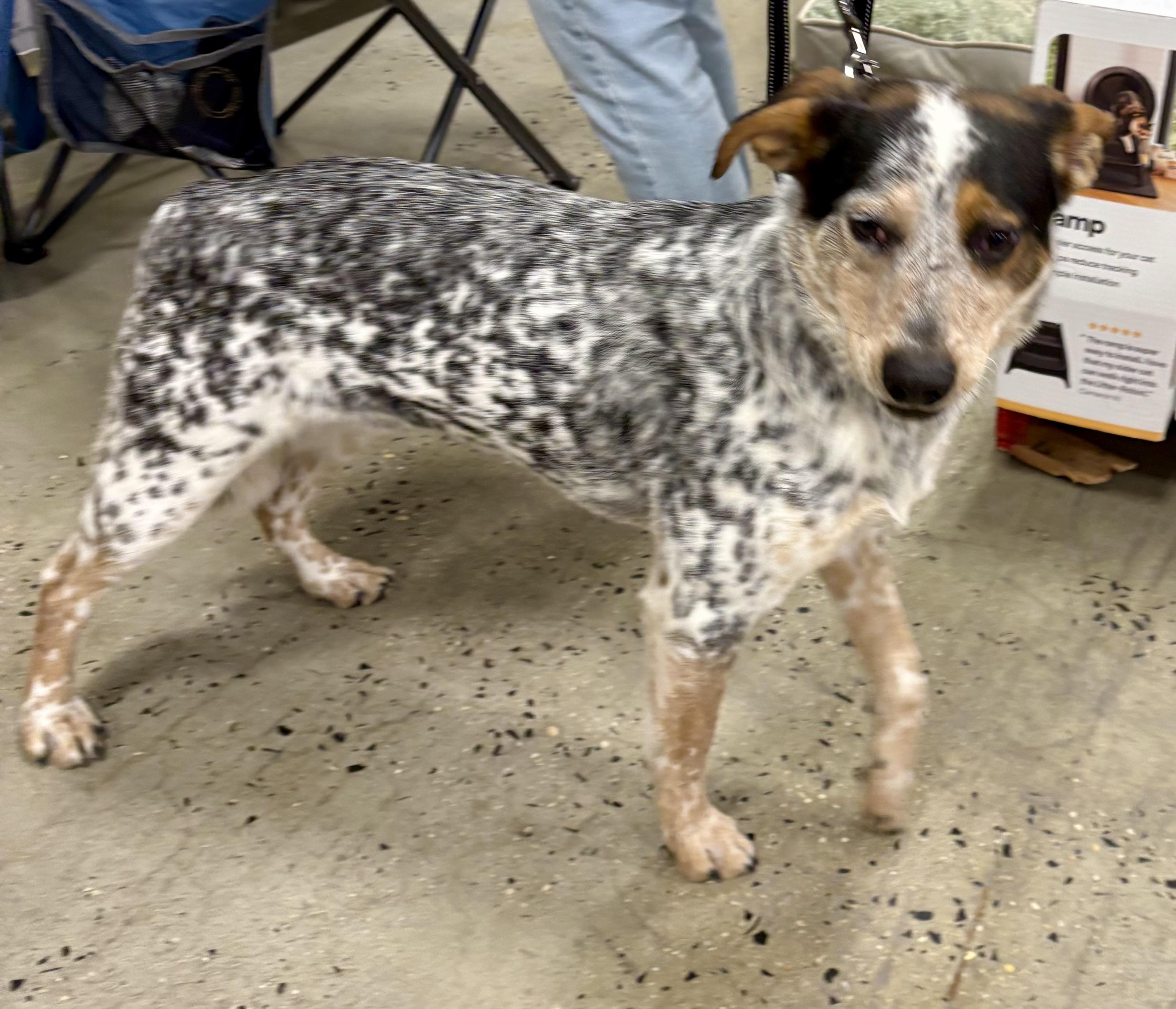 Spots, a Adoptable mixed breed in Warren, NJ image 3/5