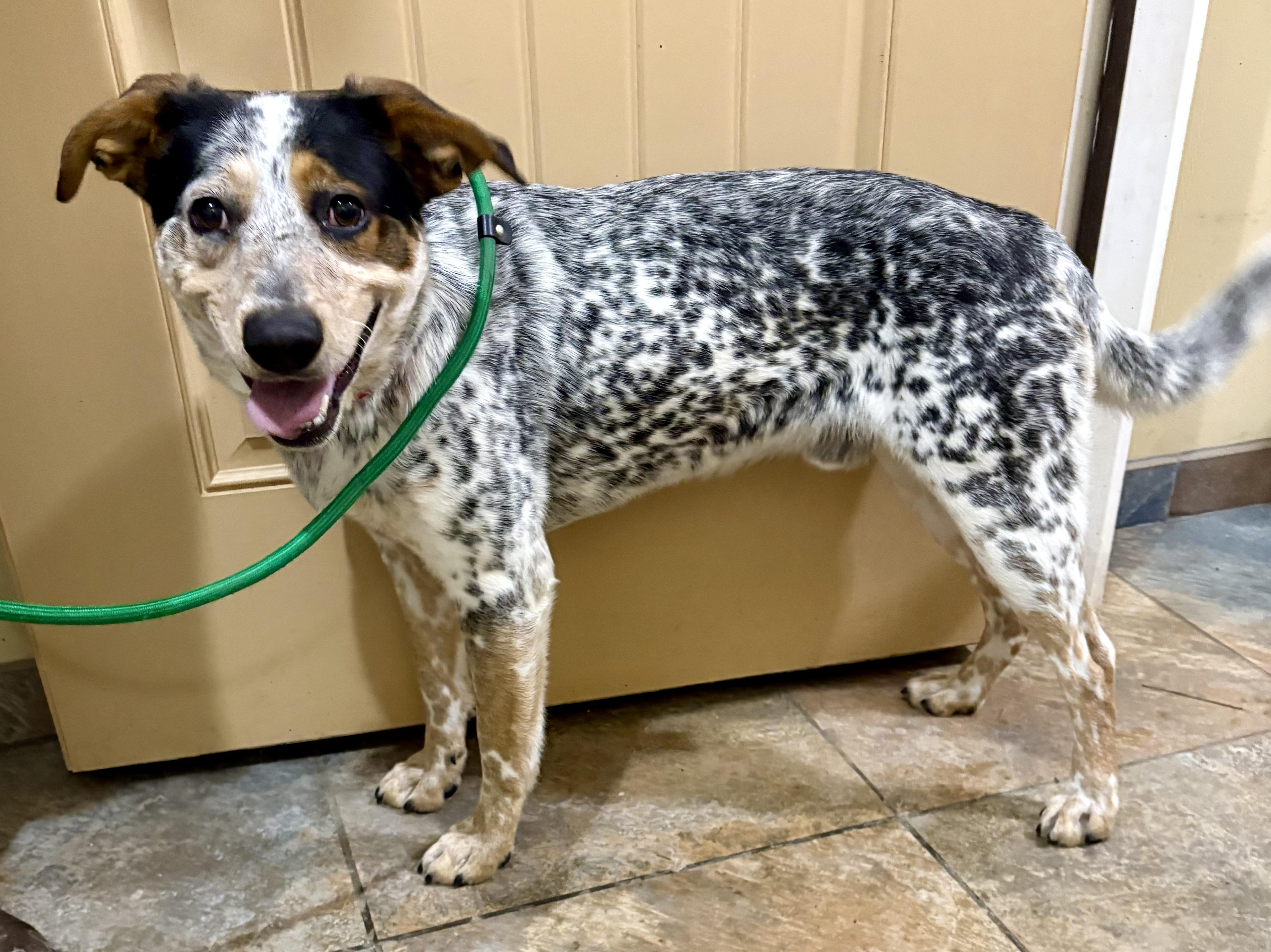 Spots, a Adoptable mixed breed in Warren, NJ image 5/5