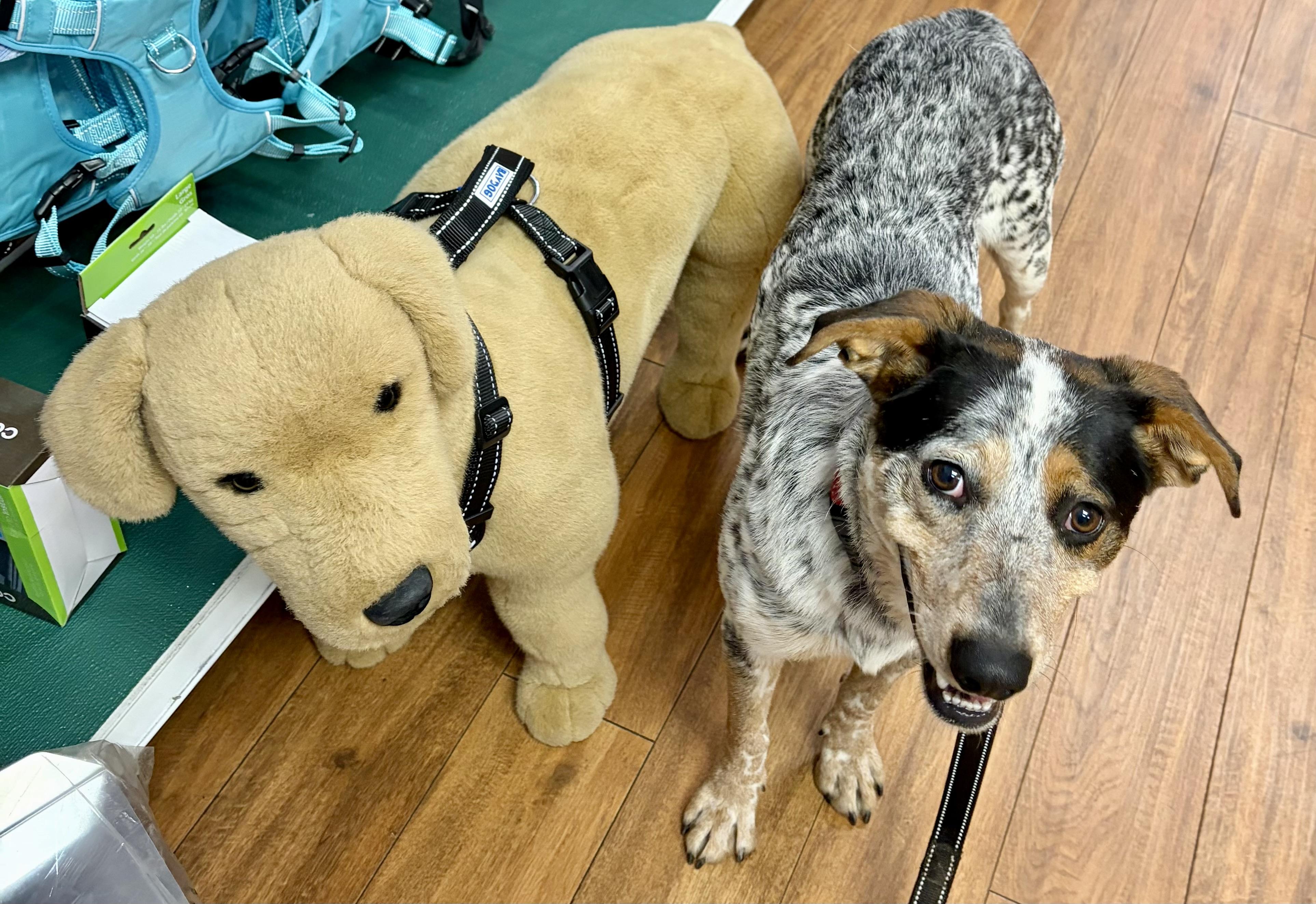 Enlarge Spots, a Adoptable mixed breed in Warren, NJ image 2/6