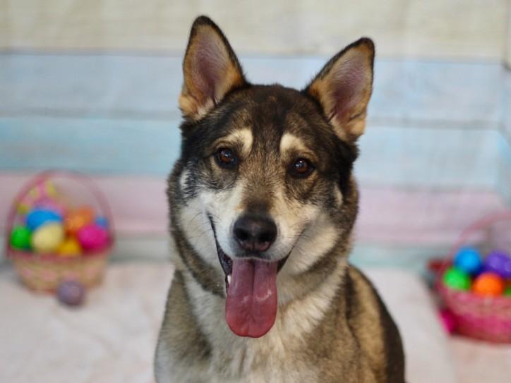 TELETUBBY, Adoptable, Adult Male German Shepherd Dog & Mixed Breed.