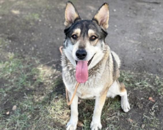 TELETUBBY, Adoptable, Adult Male German Shepherd Dog & Mixed Breed.