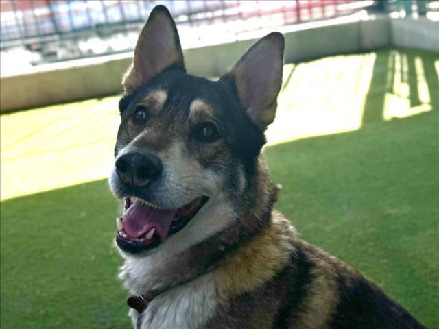 TELETUBBY, Adoptable, Adult Male German Shepherd Dog & Mixed Breed.