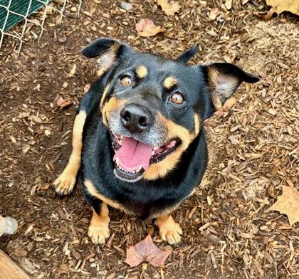 Pancake, adopted, Adult Female Rottweiler & Dachshund.