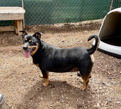 Enlarge Pancake, a Adoptable mixed breed in Cumming, GA image 1/3