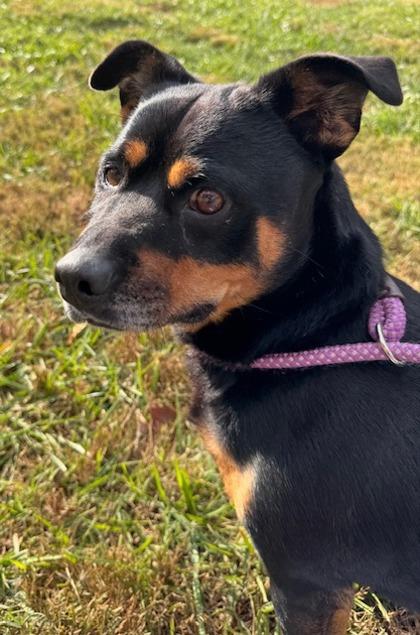 Pancake, adopted, Adult Female Rottweiler & Dachshund.