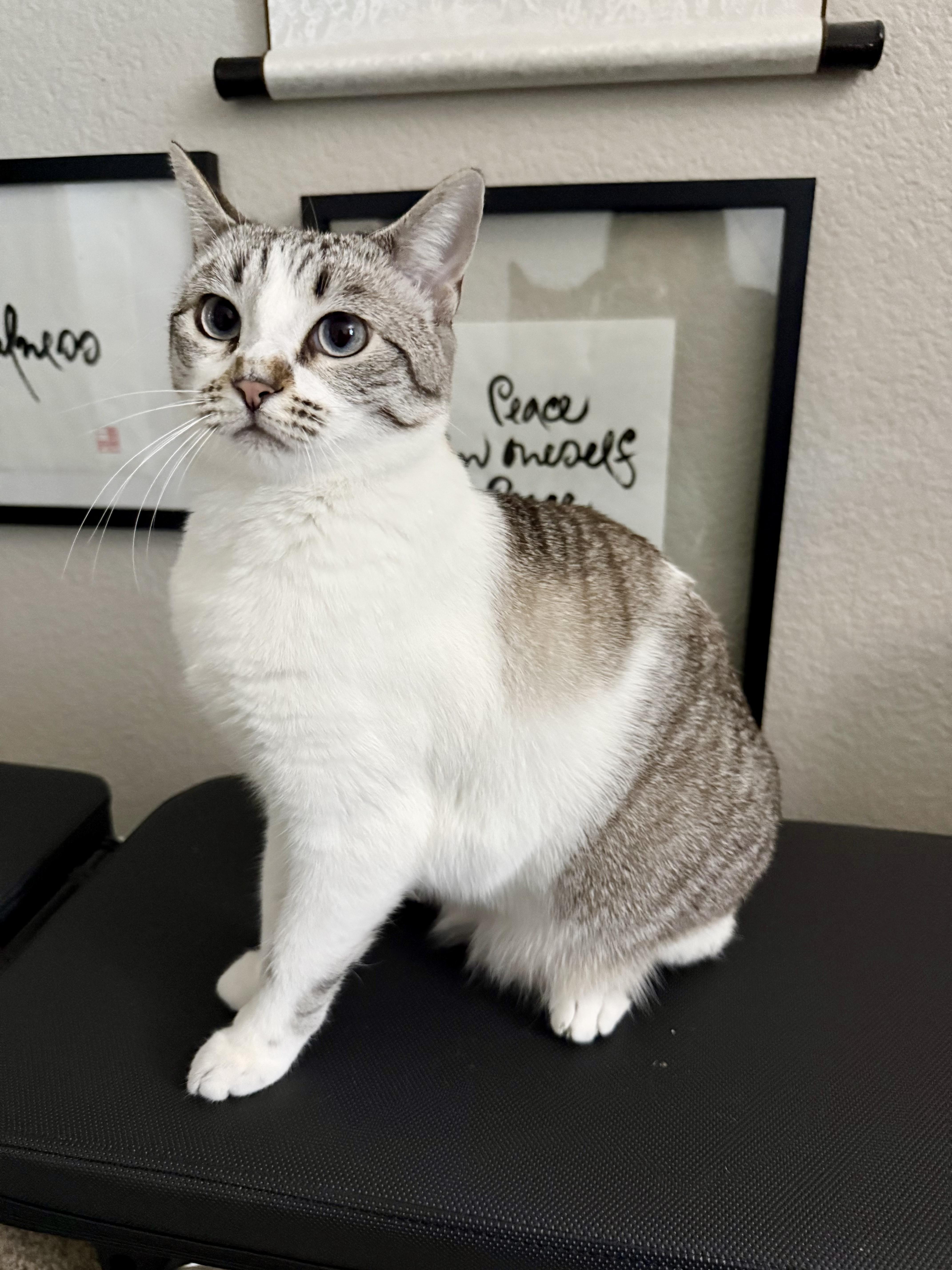 Luna & Felix, Adoptable, Young Male Siamese & Snowshoe.