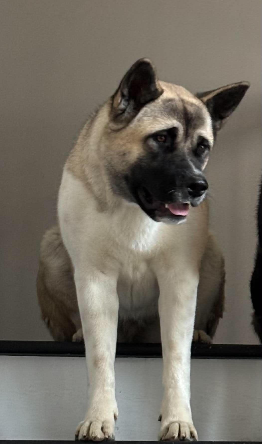 Kamelia, adopted, Adult Female Akita.