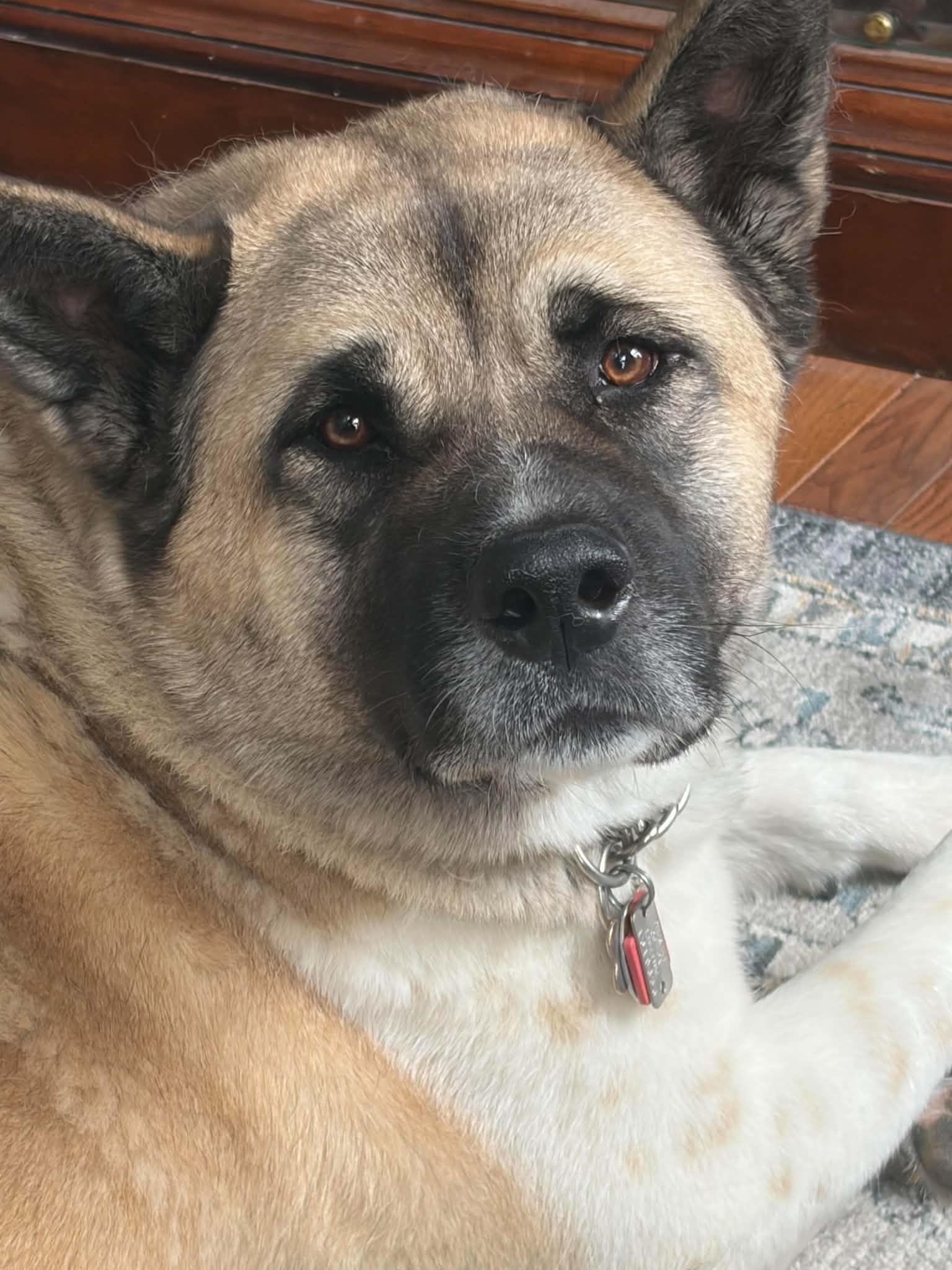Enlarge Kamelia, an adopted Akita in Avondale, PA image 2/3