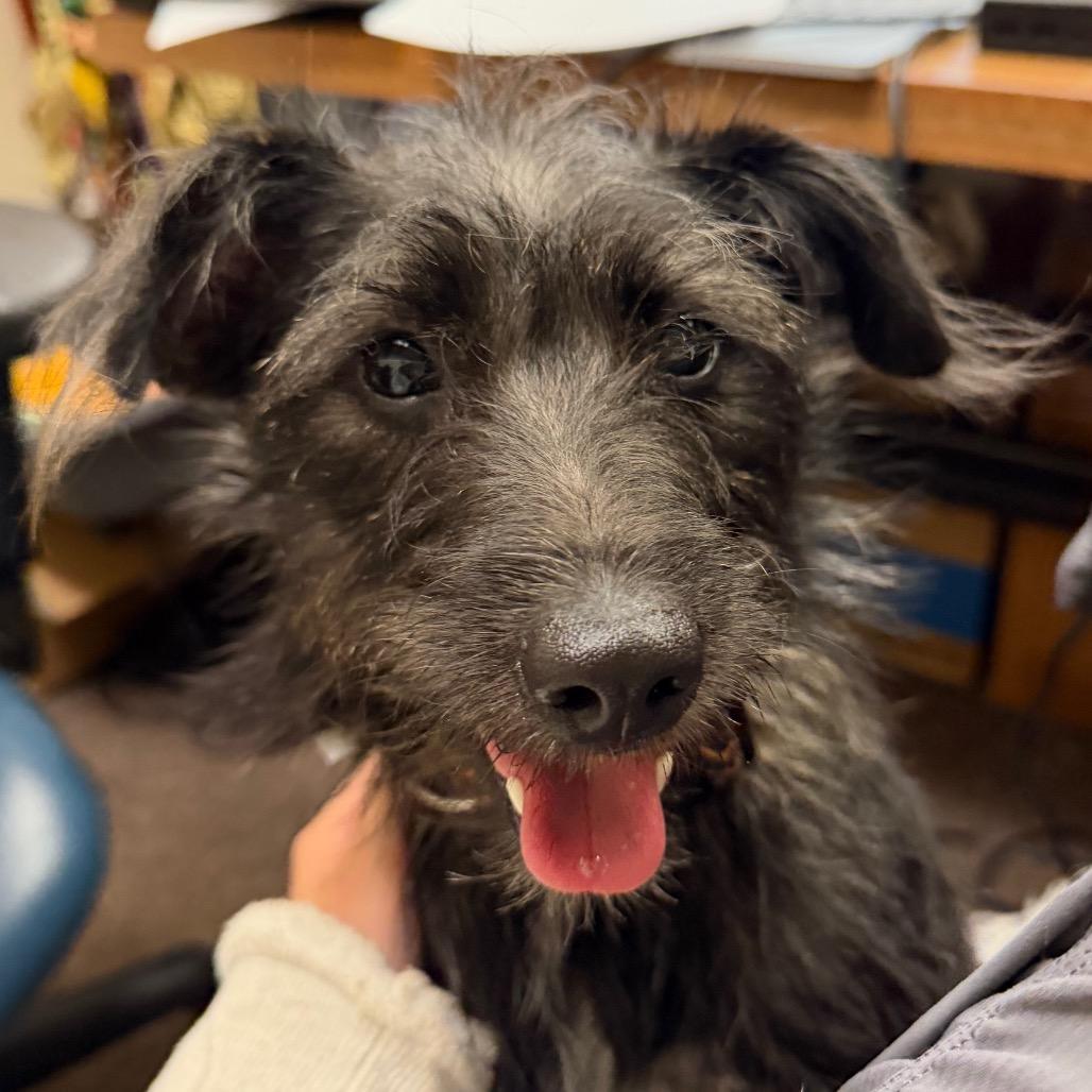 Enlarge Foxy C-34135, a Adoptable mixed breed in Oklahoma City, OK image 1/3