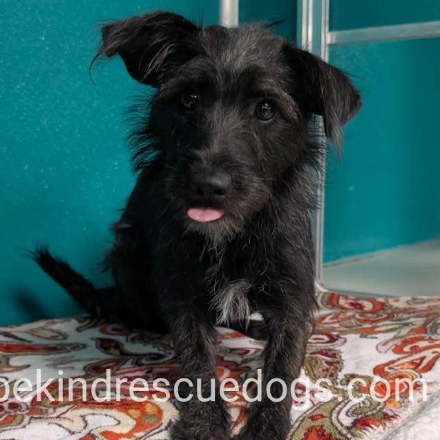 Enlarge Foxy C-34135, a Adoptable mixed breed in Oklahoma City, OK image 2/3