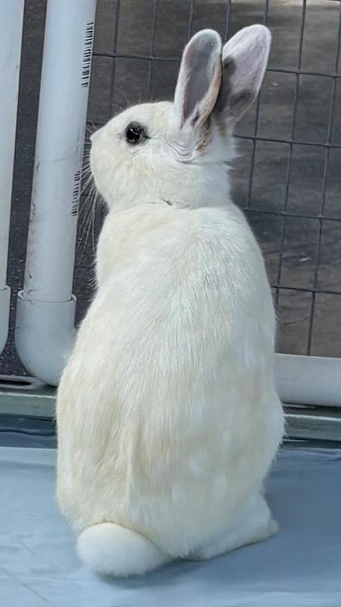 Enlarge PEPPERMINT PATTY, a ADOPTABLE mixed breed in San Clemente, CA image 2/4