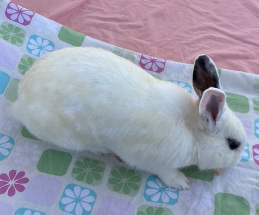 Enlarge PEPPERMINT PATTY, a ADOPTABLE mixed breed in San Clemente, CA image 4/4