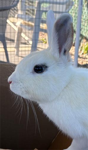 Enlarge PEPPERMINT PATTY, a ADOPTABLE mixed breed in San Clemente, CA image 3/4