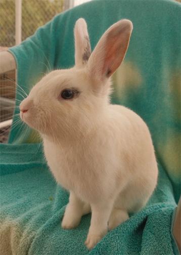 PEPPERMINT PATTY, ADOPTABLE, Young Female Hotot & Dwarf.