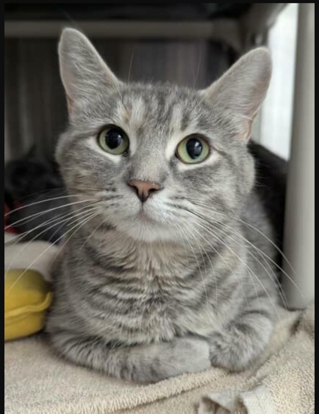 Enlarge Mia, a Adopted Domestic Short Hair in Rochester, NY image 1/1