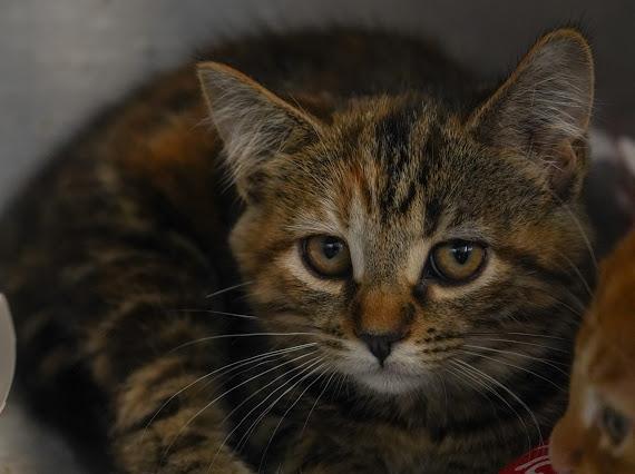 H-crew, Adopted, Kitten Male Domestic Short Hair.