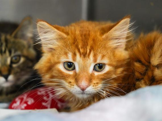 Enlarge H-crew, a Adopted Domestic Short Hair in Evans City, PA image 2/2