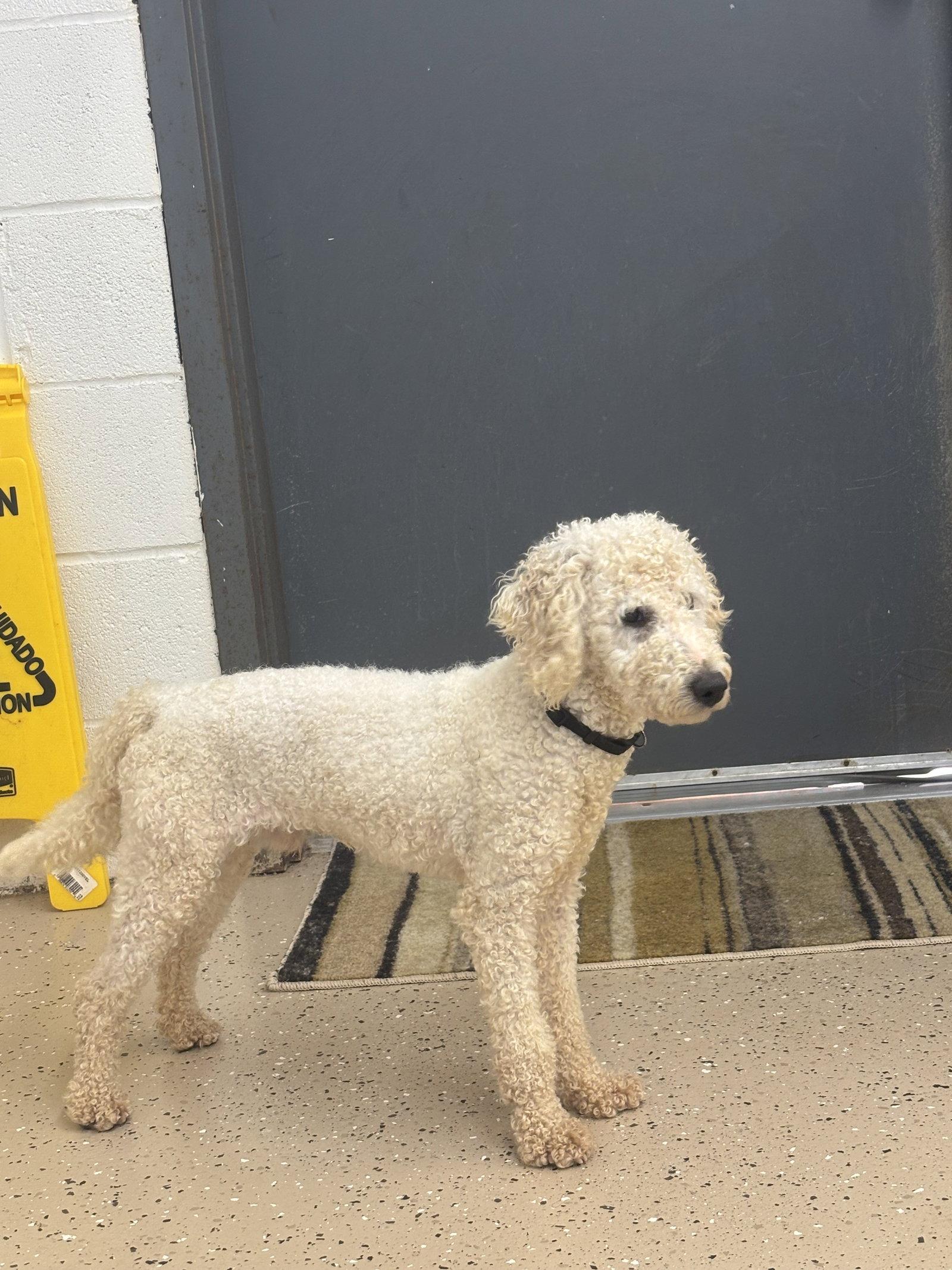 Enlarge Zane, a Adoptable Poodle in York, SC image 1/3