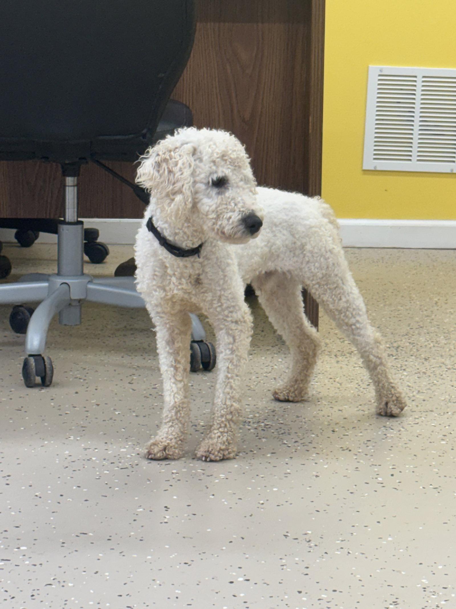 Enlarge Zane, a Adoptable Poodle in York, SC image 2/3