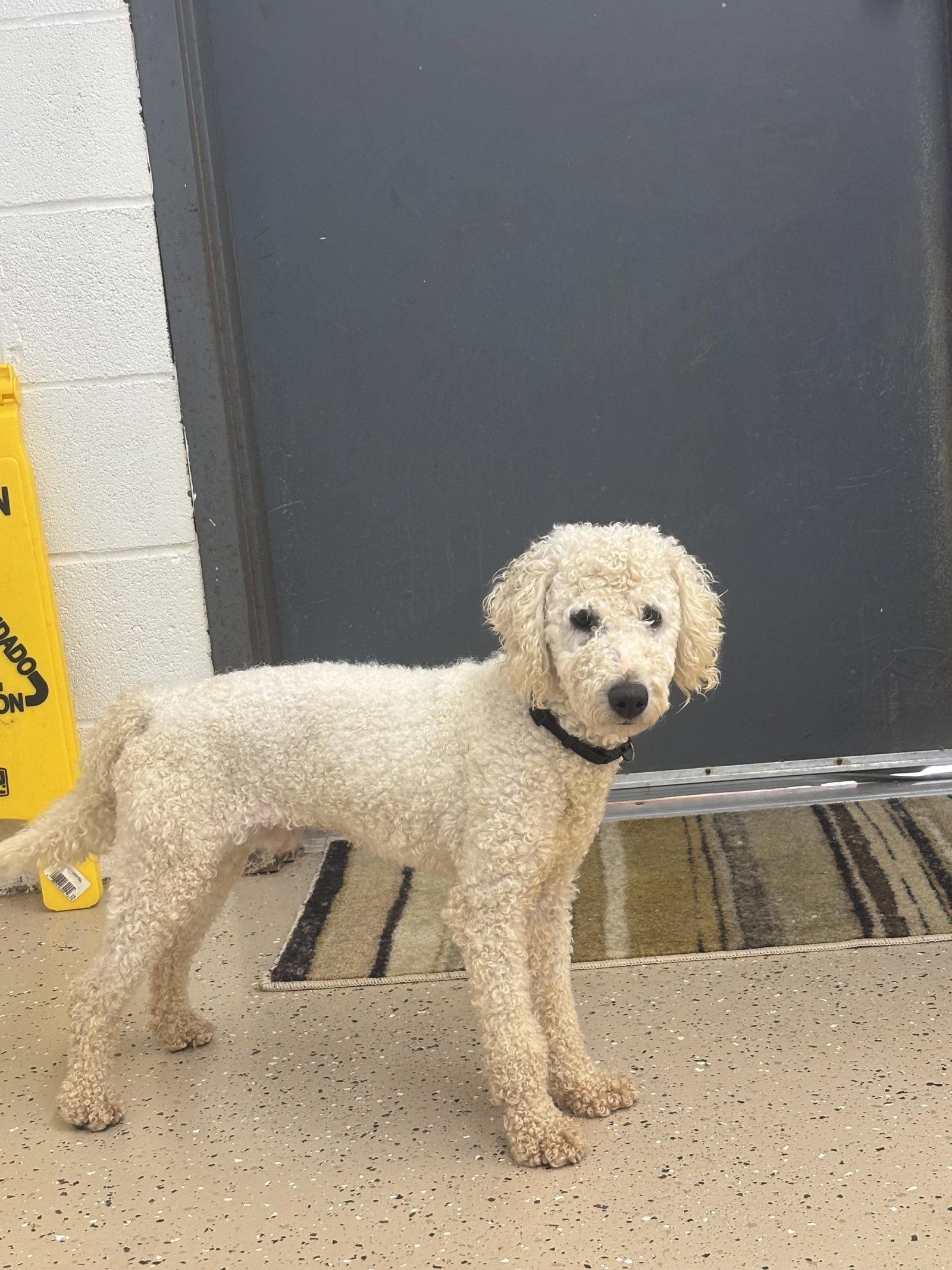 Enlarge Zane, a Adoptable Poodle in York, SC image 3/3