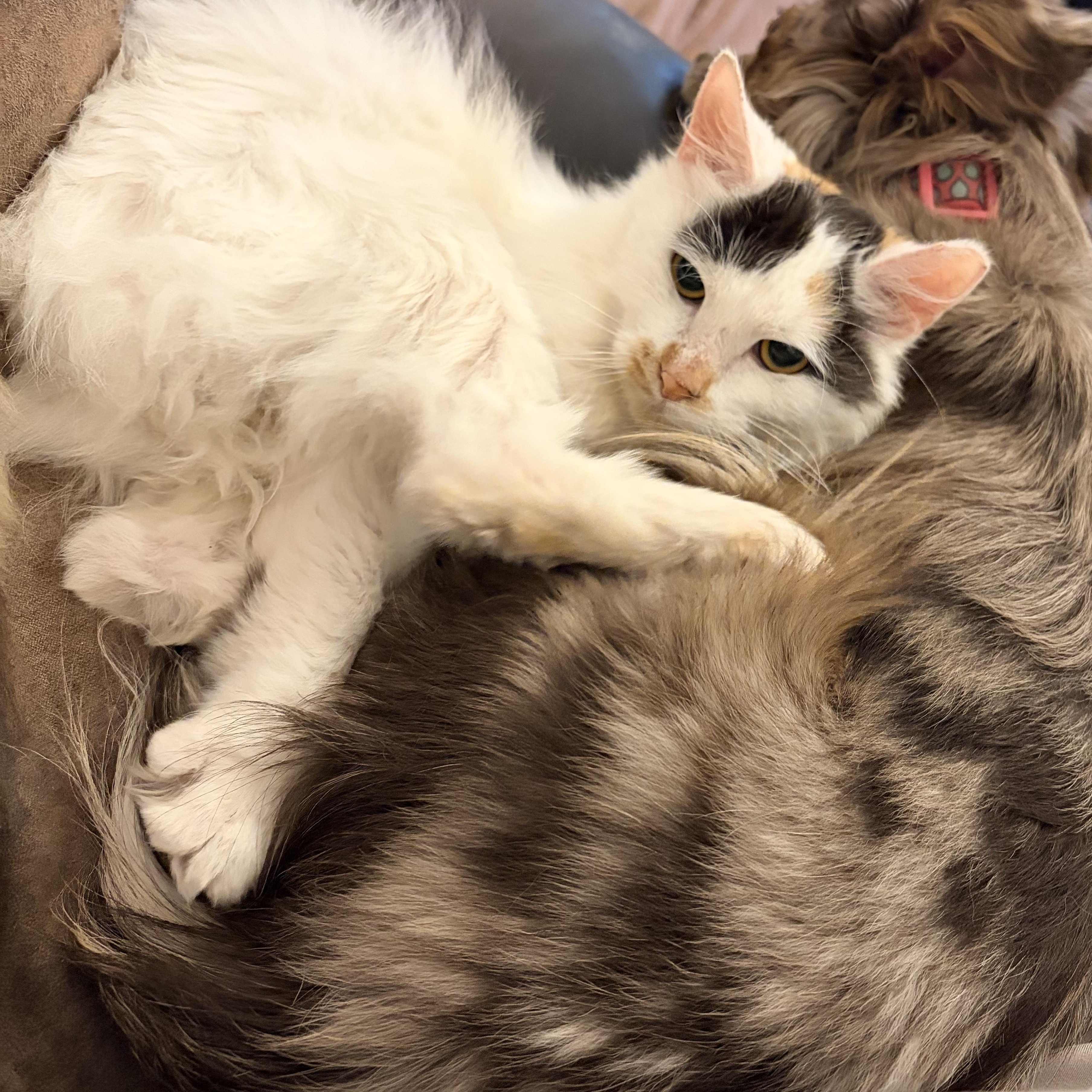 Nova, a ADOPTABLE Domestic Medium Hair in Price, UT image 4/4