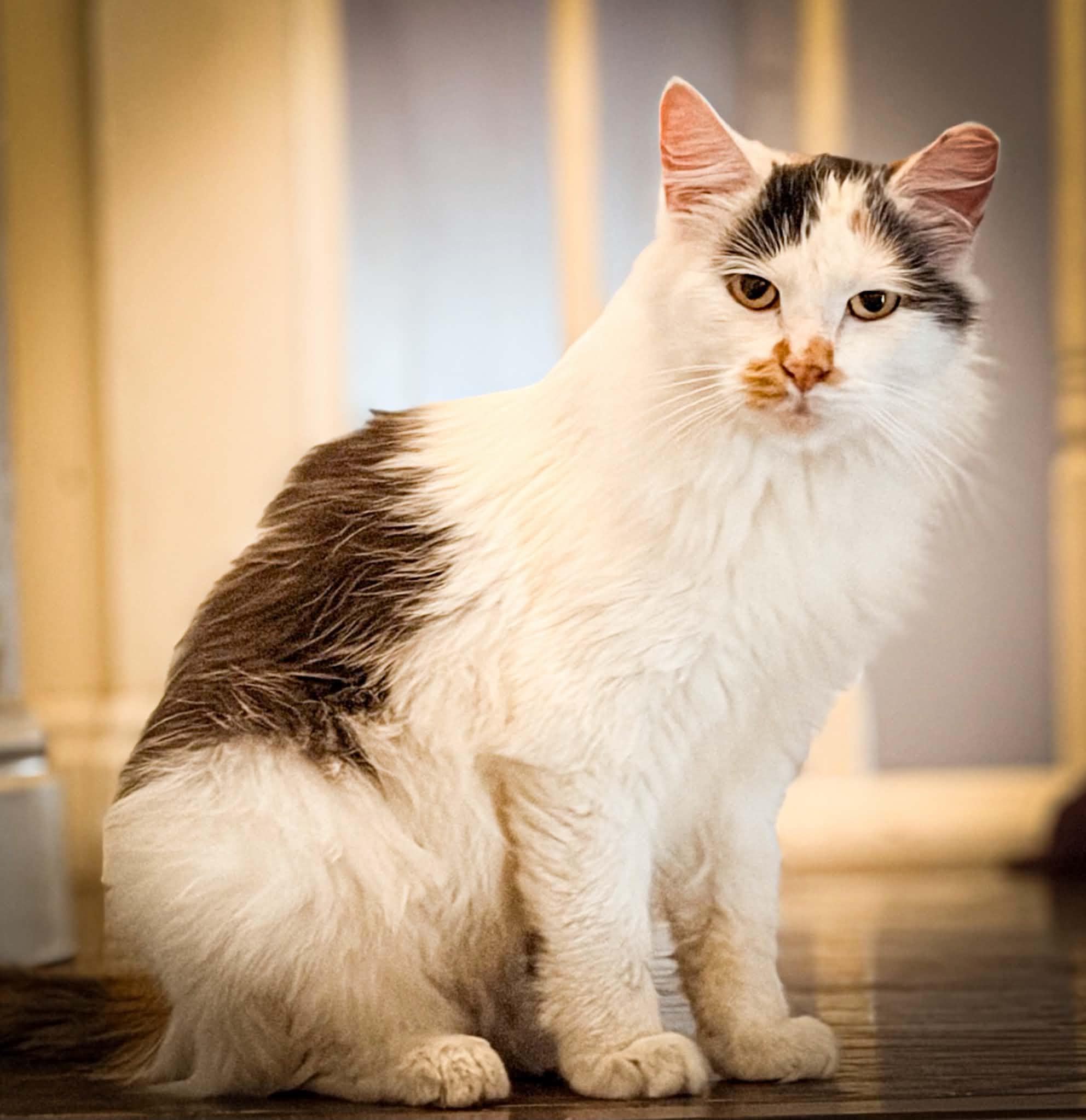 Nova, ADOPTABLE, Adult Female Domestic Medium Hair.