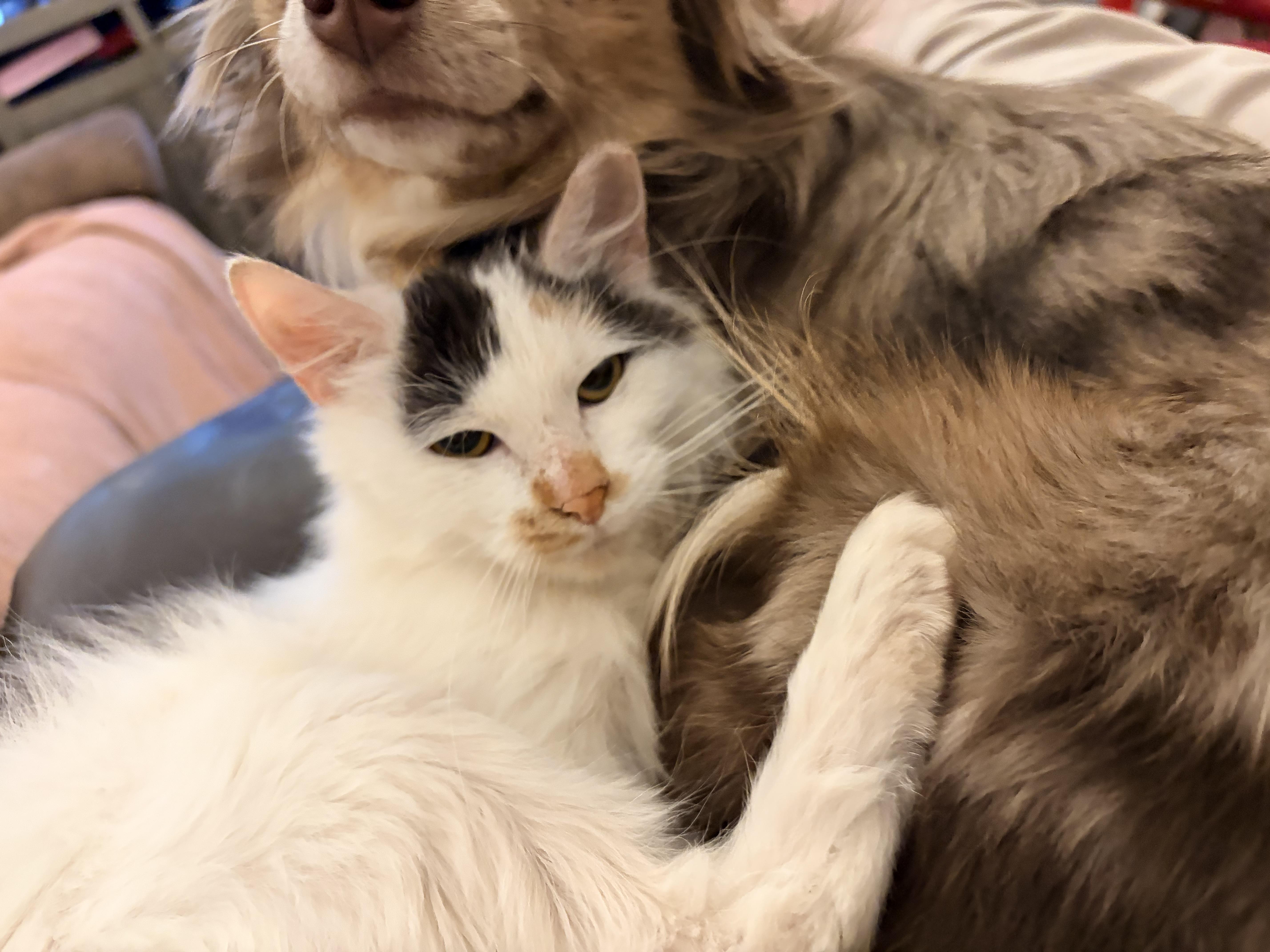 Nova, a ADOPTABLE Domestic Medium Hair in Price, UT image 2/4